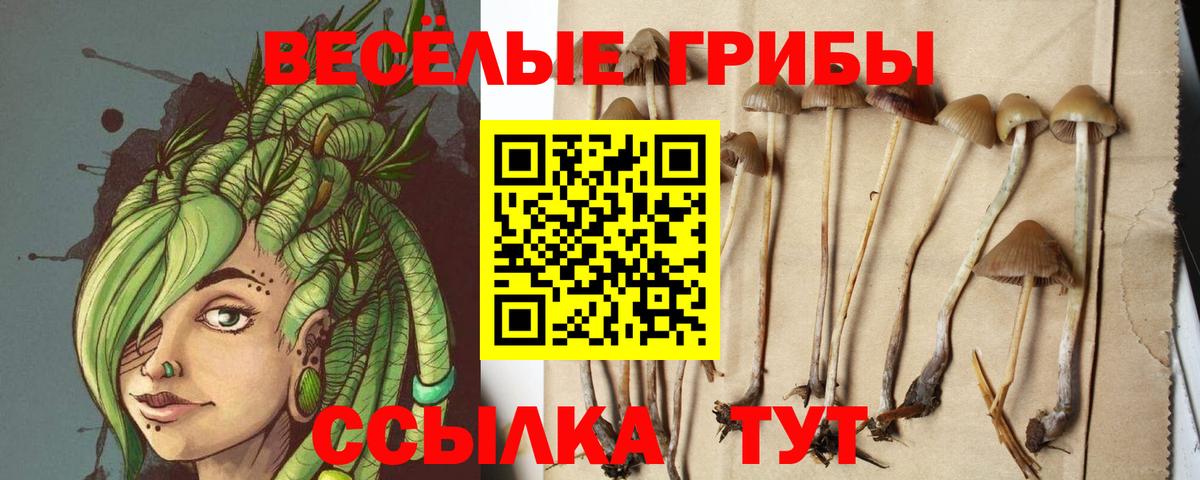 Чебоксары  Псилоцибиновые грибы MAGIC MUSHROOMS  Вход с VPN 
